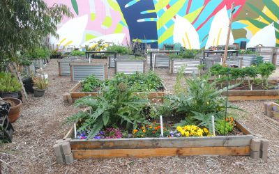 Green in the City: Downtown’s Urban Gardens Bloom Amidst Change
